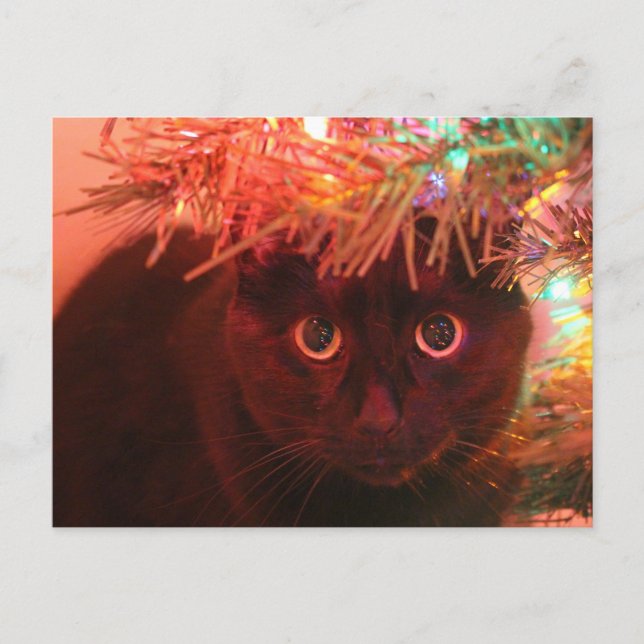 Chat noir sous la carte postale de l'arbre de Noël (Devant)