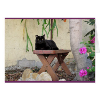 Chat noir sur le banc avec les géraniums roses