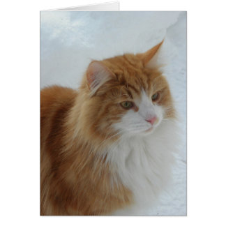 Chat norvégien de forêt