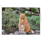 Chat orange dans le jardin