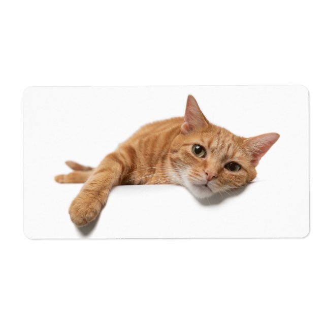Chat Orange Posé En Bas (Devant)