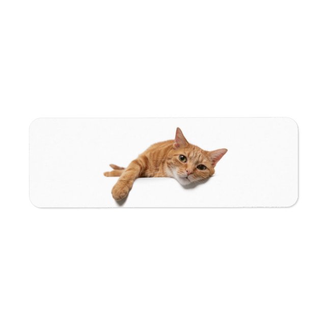 Chat Orange Posé En Bas (Devant)