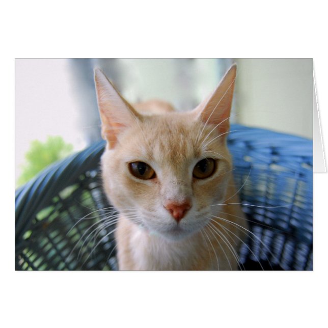 Chat oriental de couleur chamois de Shorthair (Devant horizontal)