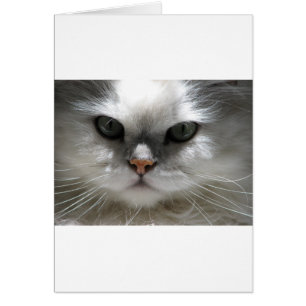 Chat persan de chinchilla