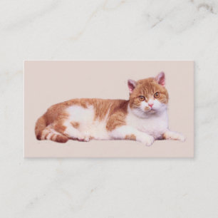 Chat personne carte de visite de Purrfect