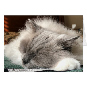 Chat Ragdoll