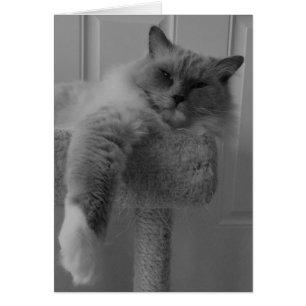 Chat Ragdoll