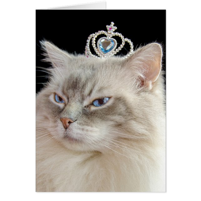 Chat Ragdoll Anniversaire avec couronne bijoux (Devant)