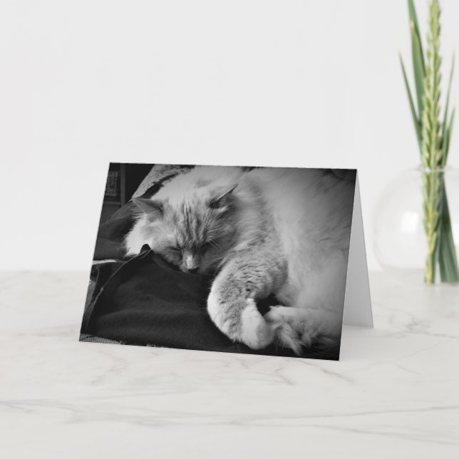Chat Ragdoll / Noir, carte (Devant)