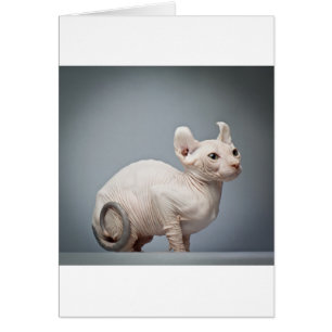 CHAT SANS CHEVEUX