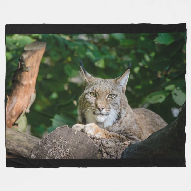 Chat sauvage de Lynx sur la couverture d'ouatine (Devant (Horizontal))