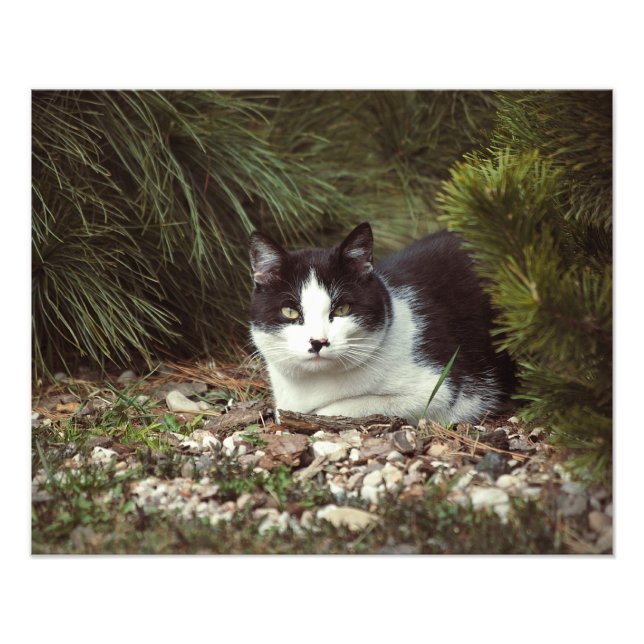 Chat Shorthair - Photo (Devant)