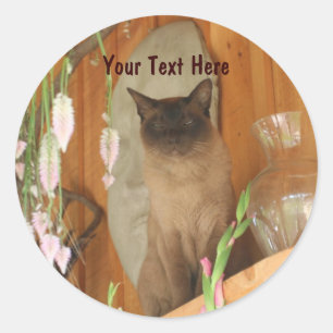 Chat Siamais Possédant Un Sticker De Photographie