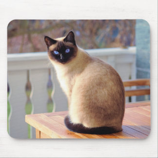 Chat siamois, tapis de souris d'yeux bleus