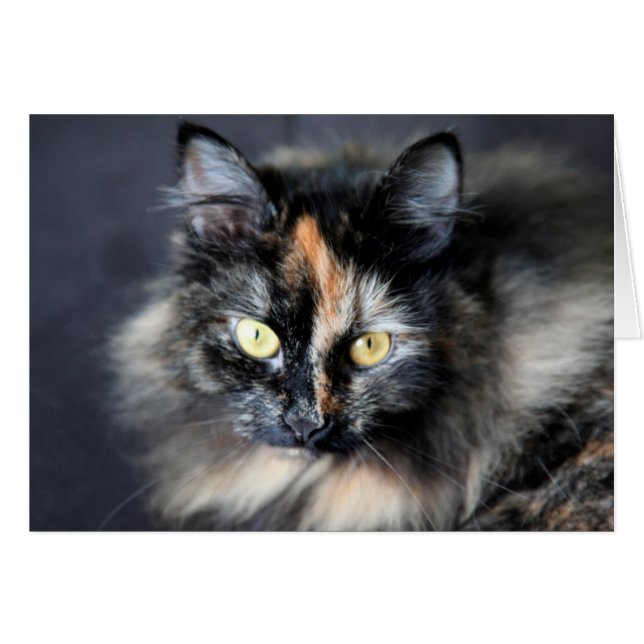 Chat sibérien (Devant horizontal)