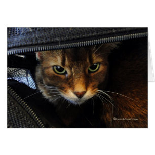 Chat somalien vous observant carder