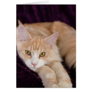 Chat somnolent