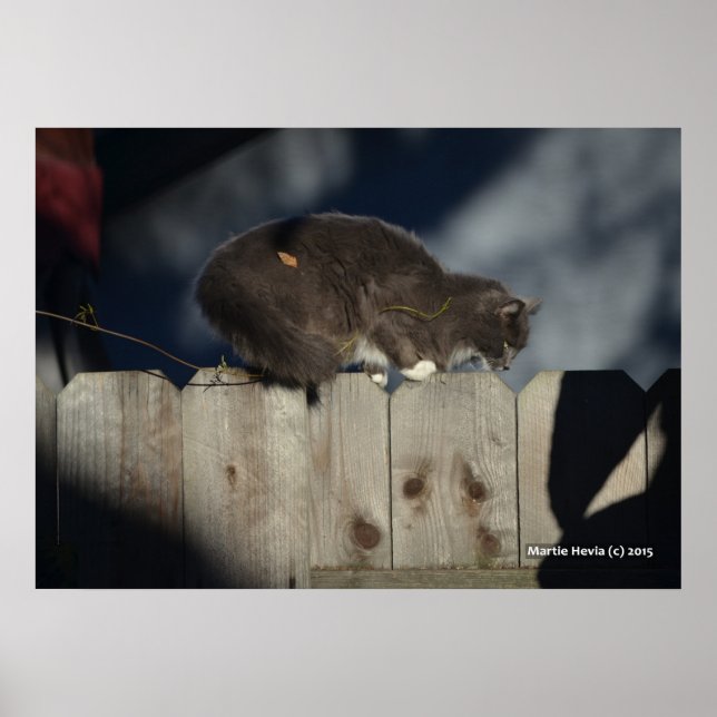 Chat sur clôture (14) Poster (Devant)