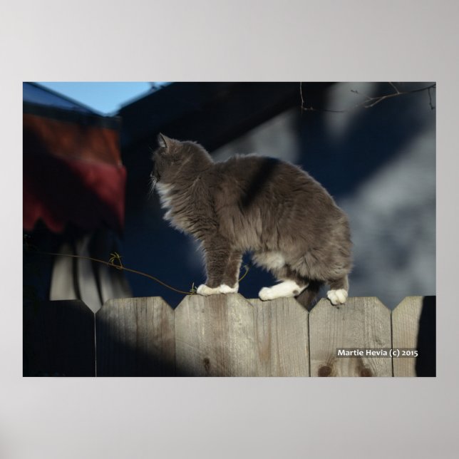 Chat sur clôture (20) Poster (Devant)