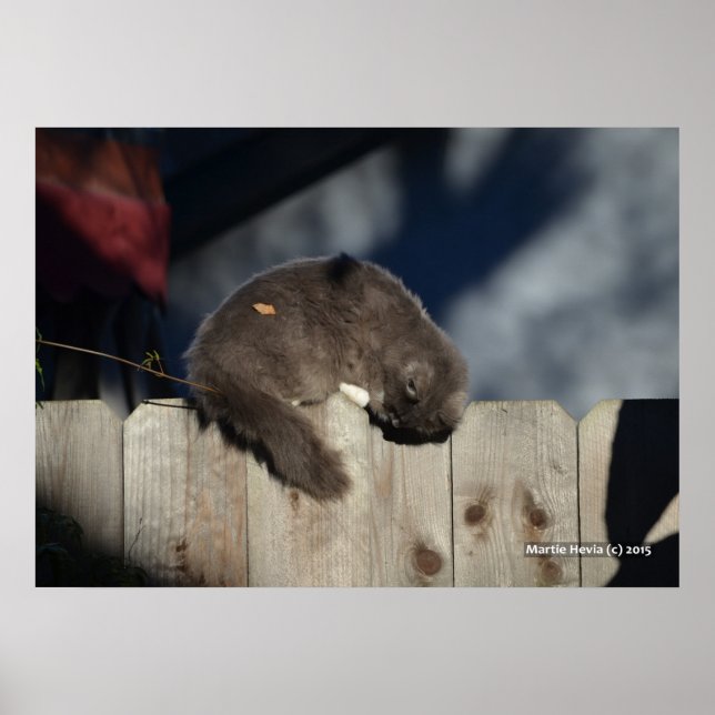Chat sur clôture (3) Poster (Devant)