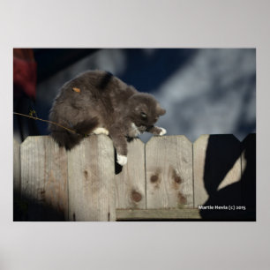 Chat sur clôture (9) Poster