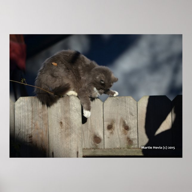 Chat sur clôture (9) Poster (Devant)