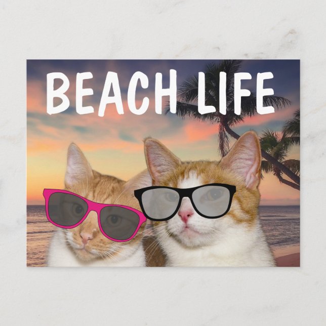 CHAT SUR LA PLAGE 'CAACH' LIFE DE PLAGE Cartes pos (Devant)
