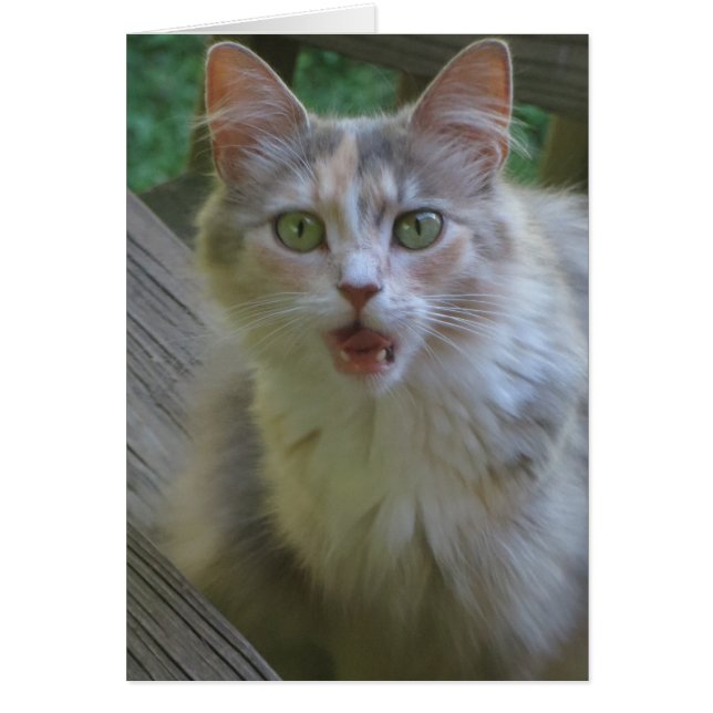 Chat surpris (Devant)