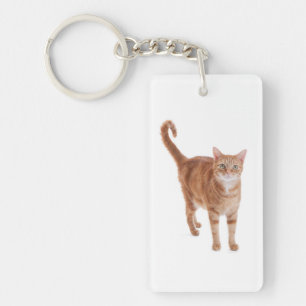Chat Tabby Orange