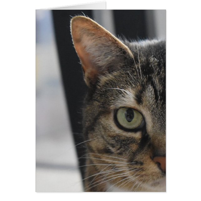 Chat tigré (Devant)