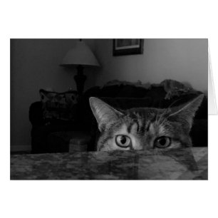 Chat tigré