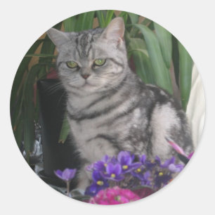 Chat tigré argenté - autocollant de chat