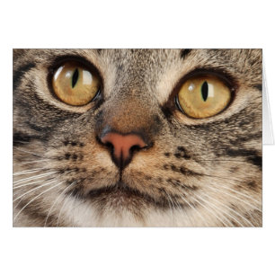 Chat tigré avec les yeux écarquillés