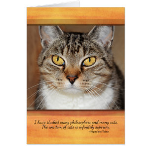 Chat tigré gris