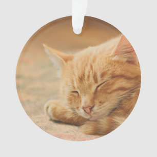 Chat tigré orange de sommeil