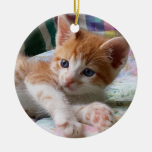 Chat tigré orange et ornement blanc de chaton