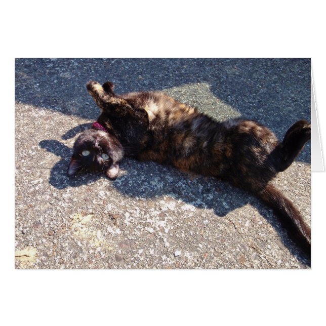 Chat Tortoiseshell (Devant horizontal)