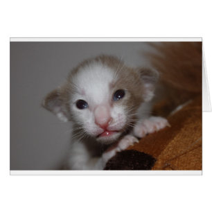 Chaton bébé ridicule