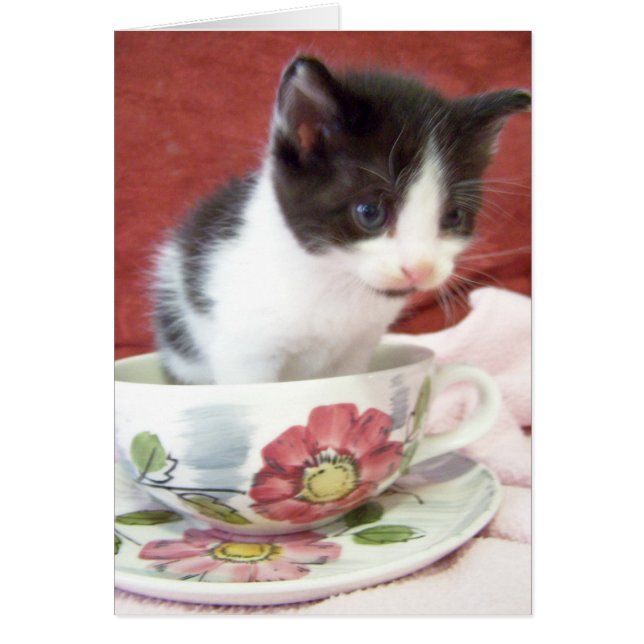 chaton bitsy itsy de 4 semaines (Devant)