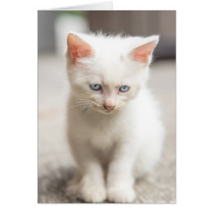 Chaton blanc
