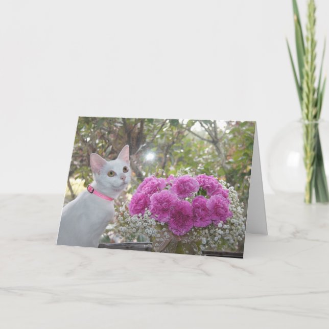 Chaton blanc et carte rose d'oeillets (Devant)