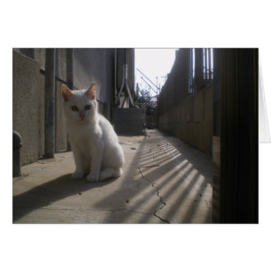 Chaton blanc Stray au Japon