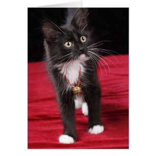 Chaton brun noir et blanc, 2 1/2 mois