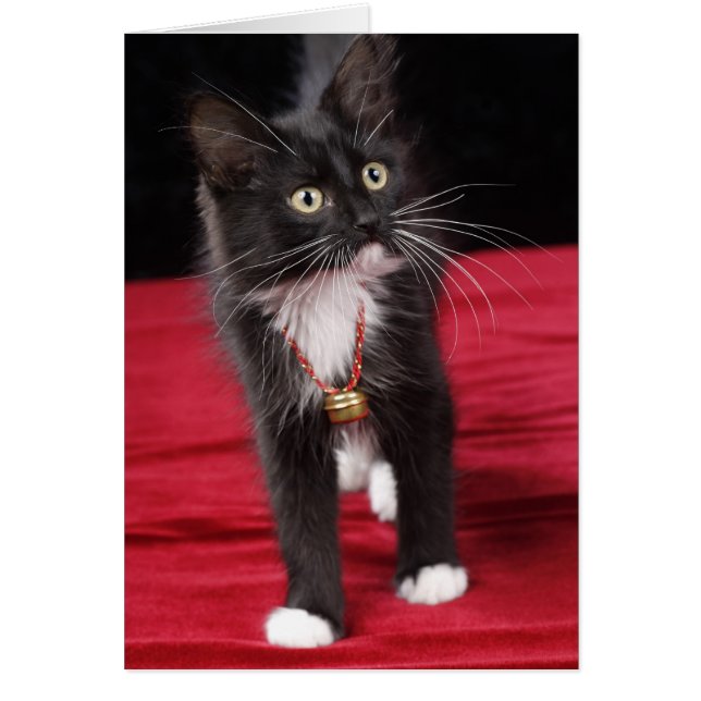 Chaton brun noir et blanc, 2 1/2 mois (Devant)