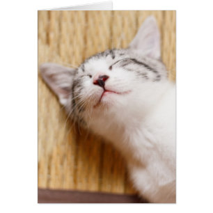 Chaton couchant