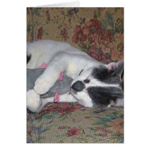 Chaton couchant