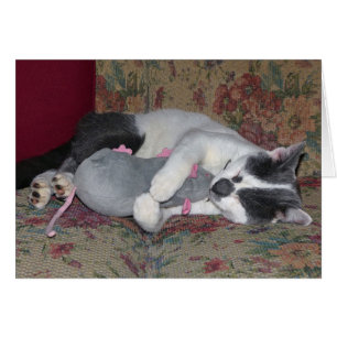 Chaton couchant
