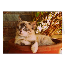 Chaton couché en pot