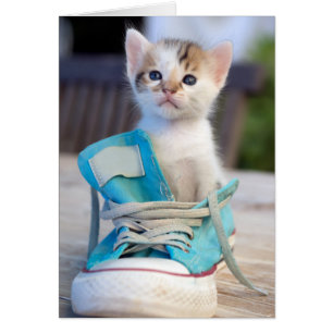 Chaton dans une chaussure
