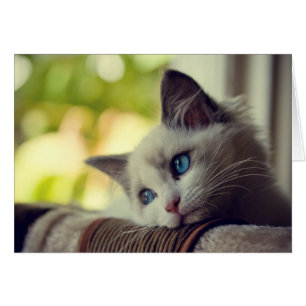 Chaton de Ragdoll